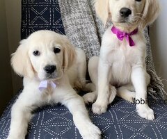 Cream Golden Retrievers in Nashville: Discover Elegance and Charm at TriStar Goldens