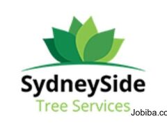Expert Tree Pruning Services in Sydney by Tree Surgeon Sydney