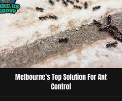 Melbourne's Top Solution For Ant Control