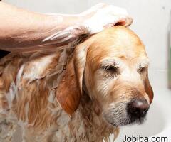 Best Dog Grooming Services in Bangalore