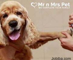 Best Dog Grooming Services in Mumbai