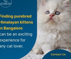 Cat Exotica | Himalayan Kittens in Bangalore