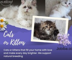 Cat Exotica |  Lovely Cats in Bangalore