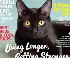 Modern Cat Magazine Subscription